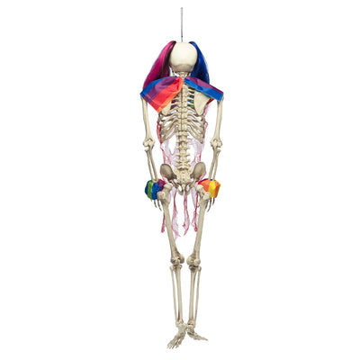 Hängedeko Zirkusskelett - 160 cm Halloween Clownskelett