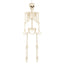 Halloween Decoratie Skelet 160 cm – een griezelige Halloween klassieker