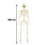 Halloween Decoratie Skelet 160 cm – een griezelige Halloween klassieker