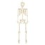 Halloween Decoratie Skelet 160 cm – een griezelige Halloween klassieker