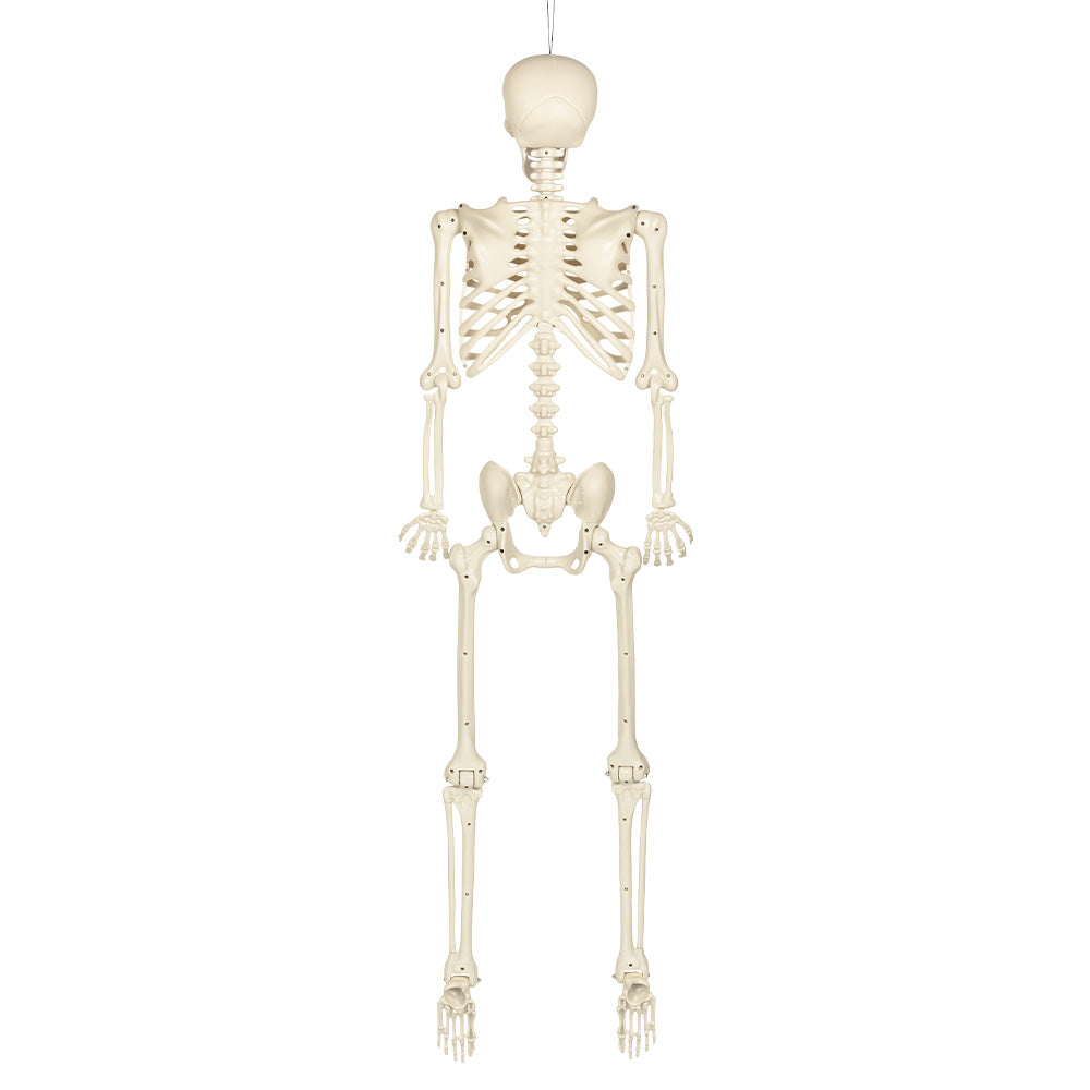 Halloween Decoratie Skelet 160 cm – een griezelige Halloween klassieker