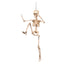 Halloween beweegbaar skelet decoratie 50 cm