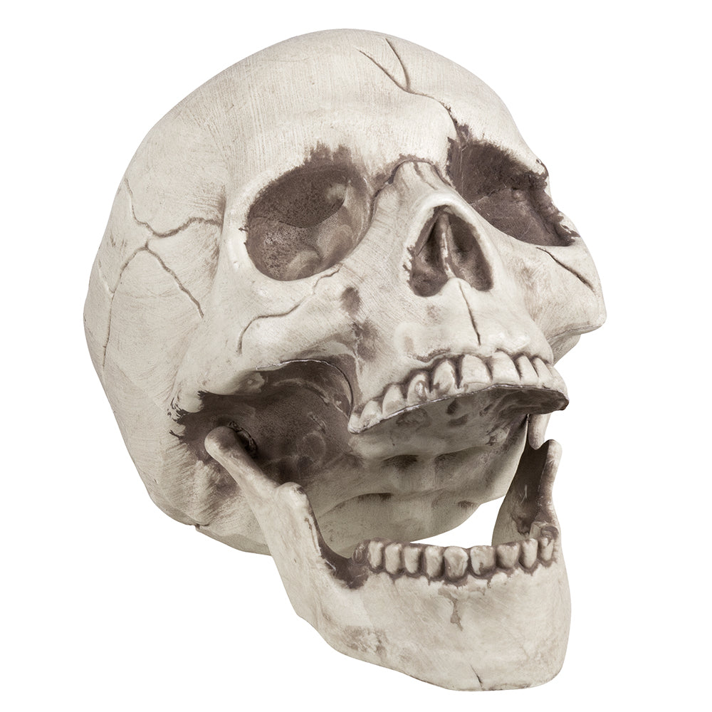 Schedel kopen Halloween