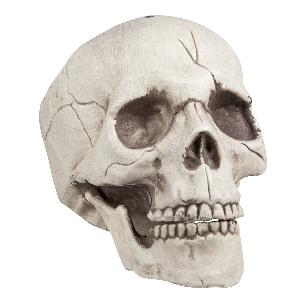 Schedel kopen Halloween