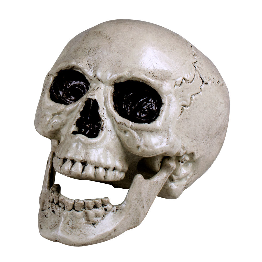 Schedel met kaak